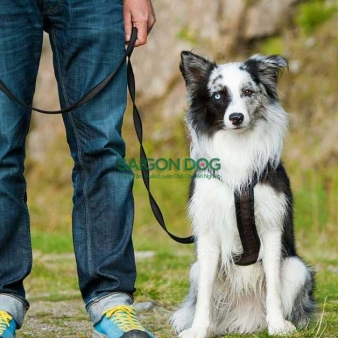 Trung tâm huấn luyện chó tại Tây Ninh