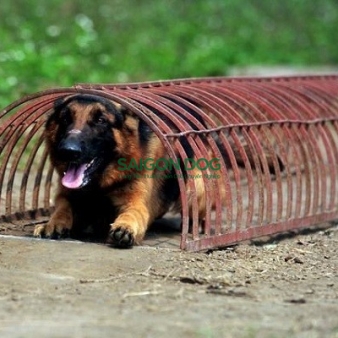 Trung tâm huấn luyện chó tại Vũng Tàu