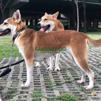 Trường huấn luyện chó cảnh tại Bình Dương