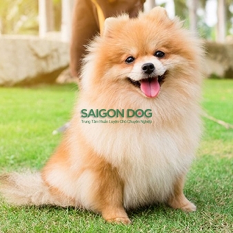 Trường huấn luyện chó cảnh tại Bình Thuận 