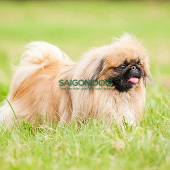 Trường huấn luyện chó cảnh tại Đà Lạt