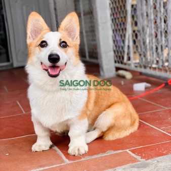 Trường huấn luyện chó cảnh tại Đồng Nai