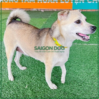 Tư Vấn, Điều Trị Các Bệnh Ở Chó