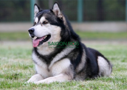 4 cách dạy chó Alaska đi vệ sinh đúng chỗ