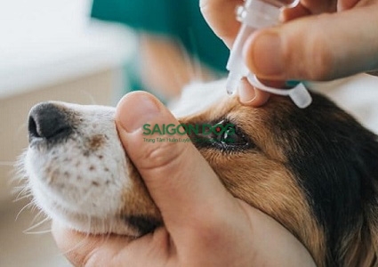 Bệnh lẹo mắt ở chó và cách điều trị tại nhà