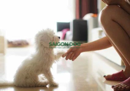 Bí quyết để chó nghe lời hiệu quả