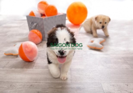 Các đồ dùng cần phải chuẩn bị trước khi nuôi chó