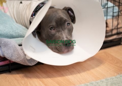 Cách chăm sóc chó sau khi triệt sản