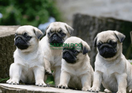 Cách chọn giống chó phù hợp cho việc lai tạo