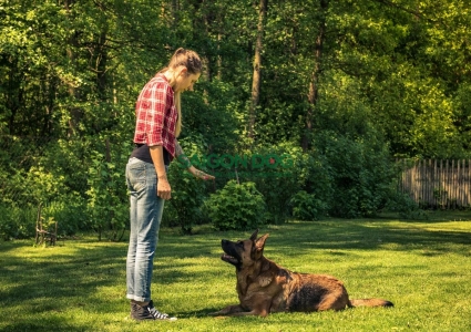 Cách Dạy Chó Nằm Xuống Theo Hiệu Lệnh