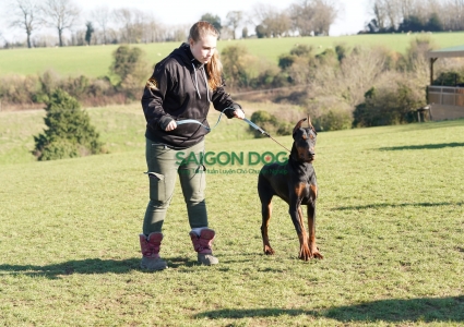 Cách huấn luyện Doberman đúng nhất