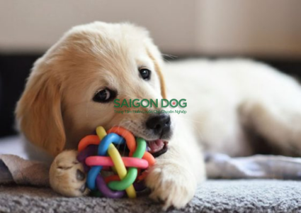 Cách khắc phục tình trạng chó cắn phá đồ đạc trong nhà