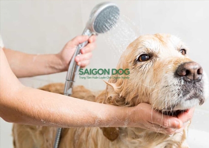 Cách trị bệnh viêm da ở chó