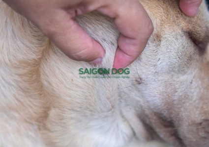 Cách trị ve chó tại nhà