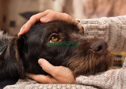 Cách xử lý khi chó bị ngộ độc 