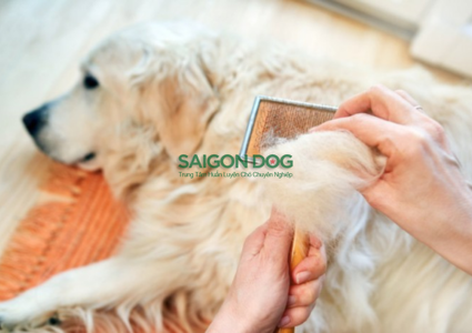 Chó bị rụng lông: Nguyên nhân và cách khắc phục