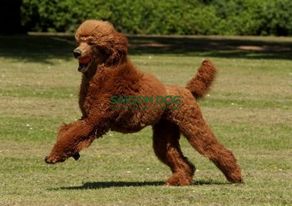 Chó bị tăng động và cách xử lý