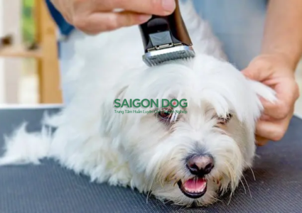 Hướng dẫn tắm và cắt tỉa lông an toàn cho chó