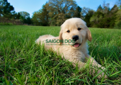 Hướng dẫn từng bước đỡ đẻ cho chó Golden tại nhà 