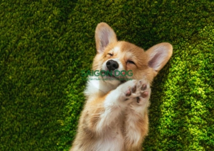 Kinh nghiệm nuôi chó Corgi cho người mới bắt đầu