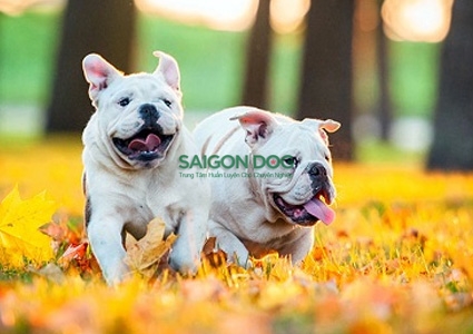 Kinh nghiệm phối giống chó từ các chuyên gia