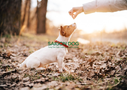 Làm thế nào để chó hiểu và tuân theo lệnh cơ bản?