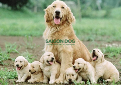 Làm thế nào để xác định thời điểm sinh sản cho chó?