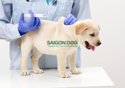 Lịch tiêm phòng cho chó theo độ tuổi