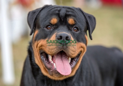 Lợi ích và hậu quả khi cho chó Rottweiler ăn thịt sống