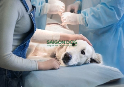 Nguyên nhân chó bị sốc nhiệt và cách giải quyết