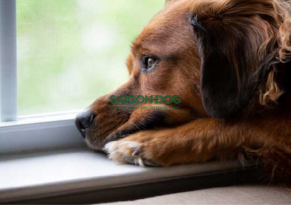 Nhận biết và cải thiện tâm trạng của chó