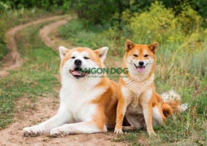 Những cách để tìm hiểu về tâm lý của chó Shiba