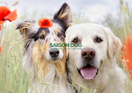 Những điều cần biết trước khi cho chó phối giống