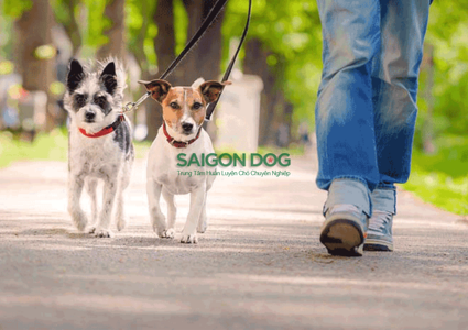 Những điều cần lưu ý khi dắt chó đi dạo
