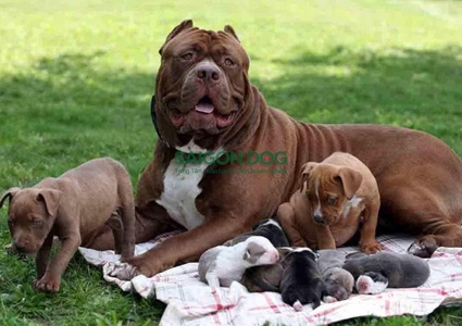 Những điều cần lưu ý khi đưa chó Pitbull đi du lịch
