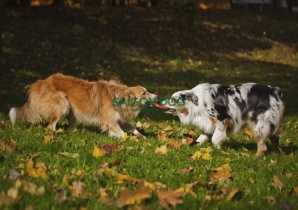 Những điều cần lưu ý khi nuôi hai chú chó khác giống trong nhà