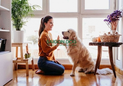 Những điều không nên làm khi nuôi chó