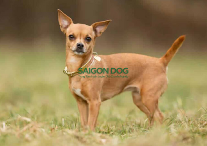 Những giống chó cỏ thân thiện, dễ nuôi