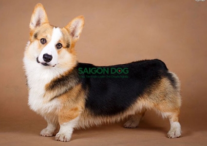 Những kiến thức cơ bản khi nuôi các dòng chó chân ngắn