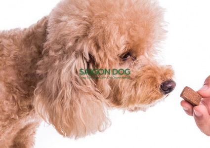 Tầm quan trọng của việc tẩy giun ở chó