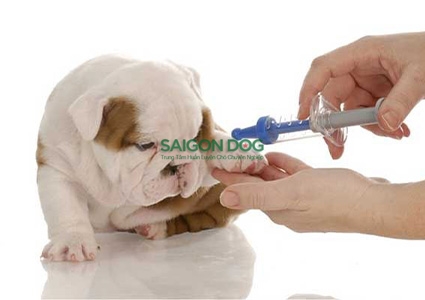 Tìm hiểu về lịch tiêm phòng cho chó chuẩn nhất