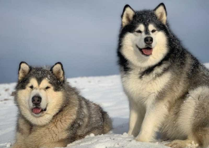 Phối giống chó Alaska
