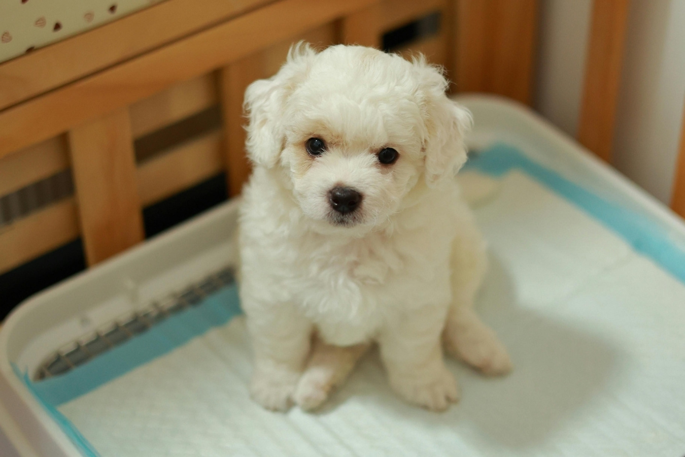 Cách Dạy Chó Đi Vệ Sinh Đúng Giờ