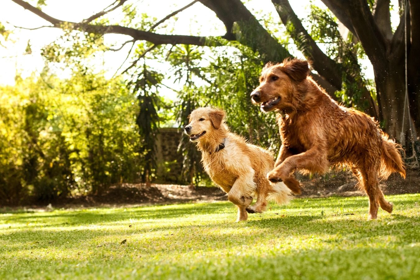 Cách Dạy Chó Gọi Là Chạy Lại Ngay