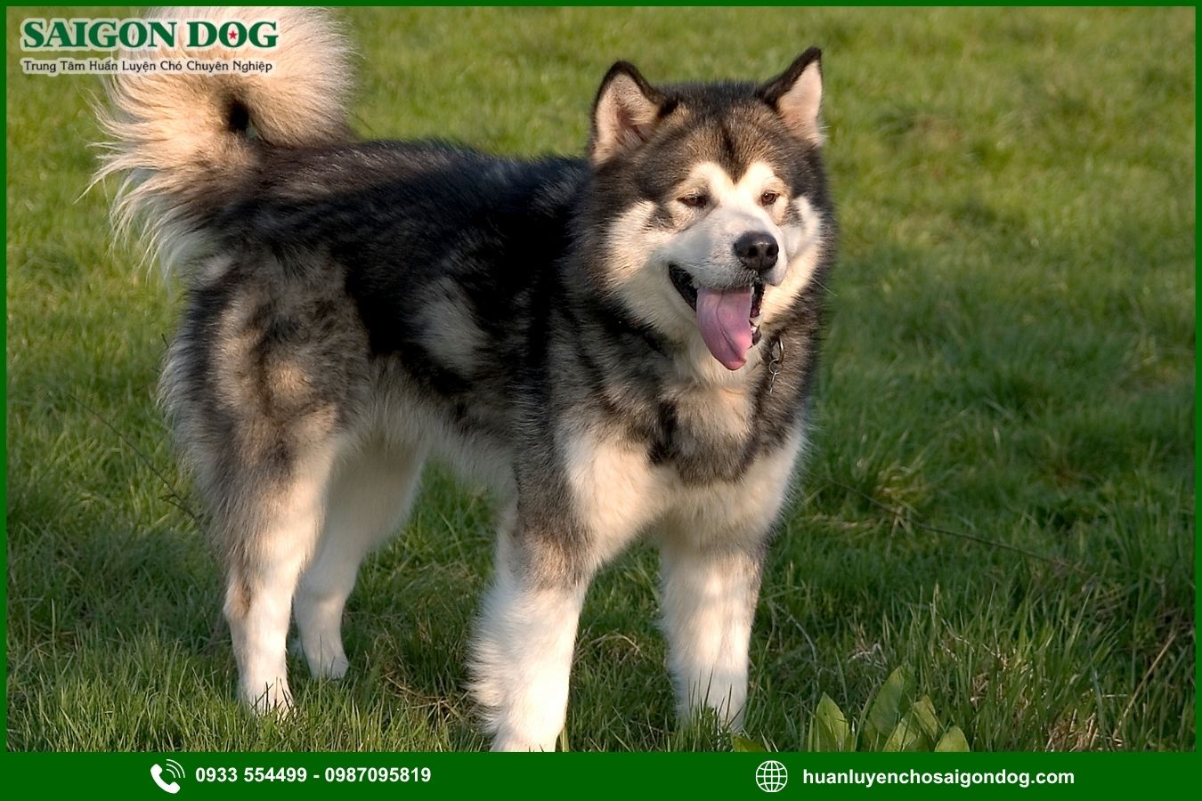 Các bài huấn luyện chó Alaska cơ bản tại nhà