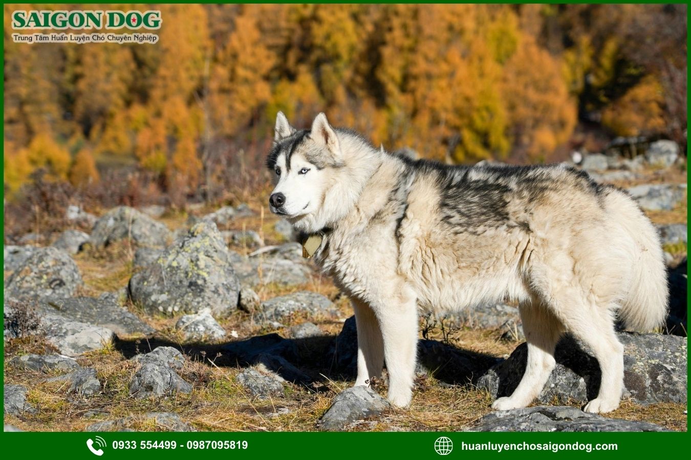Các bài huấn luyện chó Alaska cơ bản tại nhà