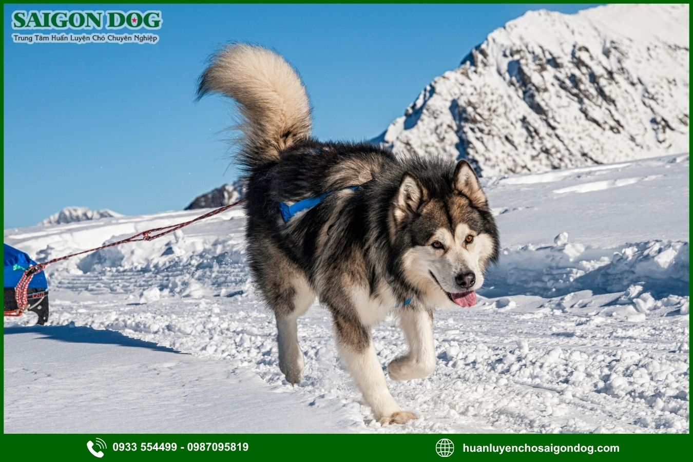 Các bài huấn luyện chó Alaska cơ bản tại nhà