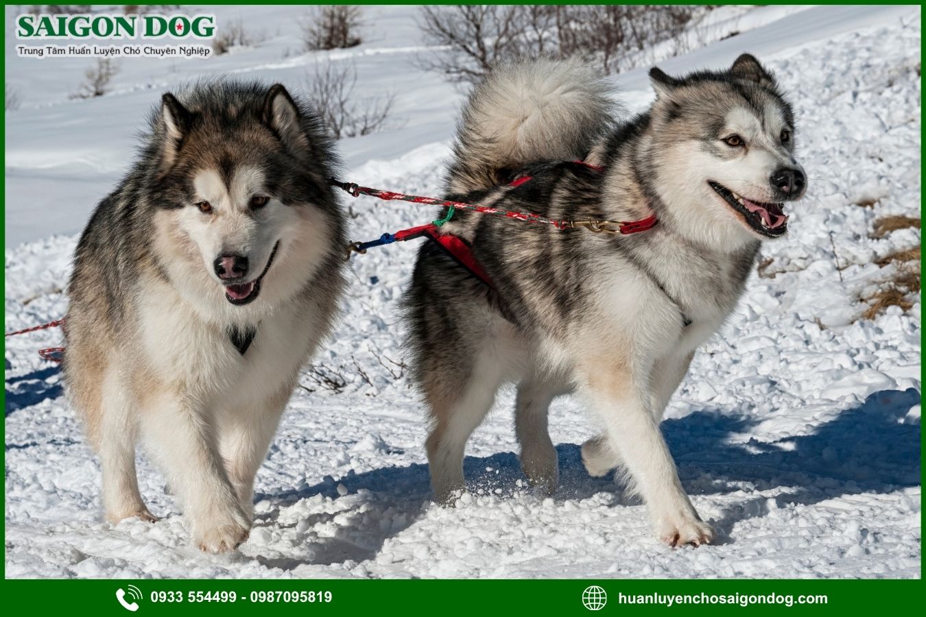Các bài huấn luyện chó Alaska cơ bản tại nhà