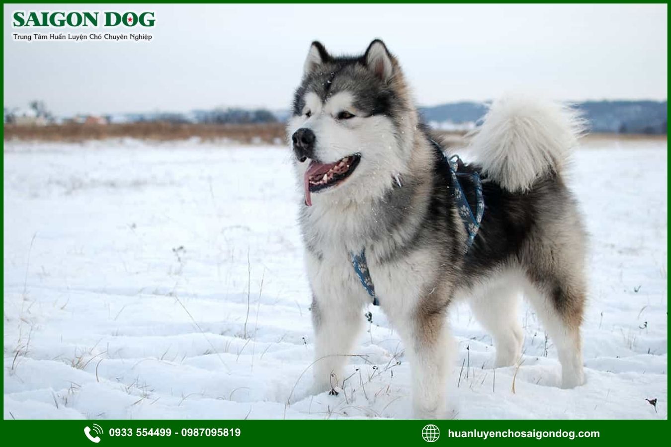 Các bài huấn luyện chó Alaska cơ bản tại nhà