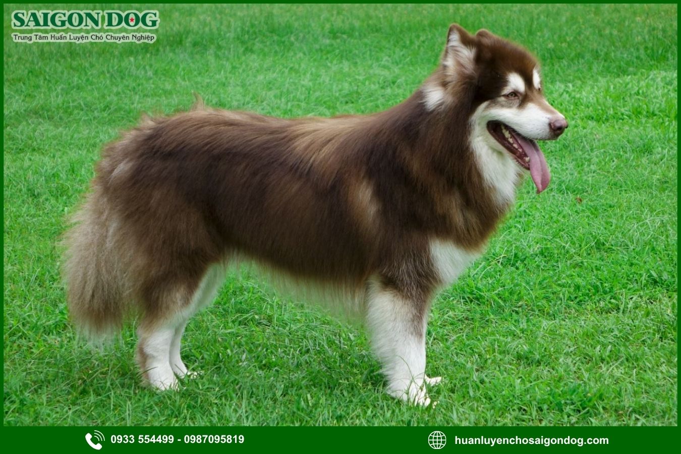 Các bài huấn luyện chó Alaska nâng cao